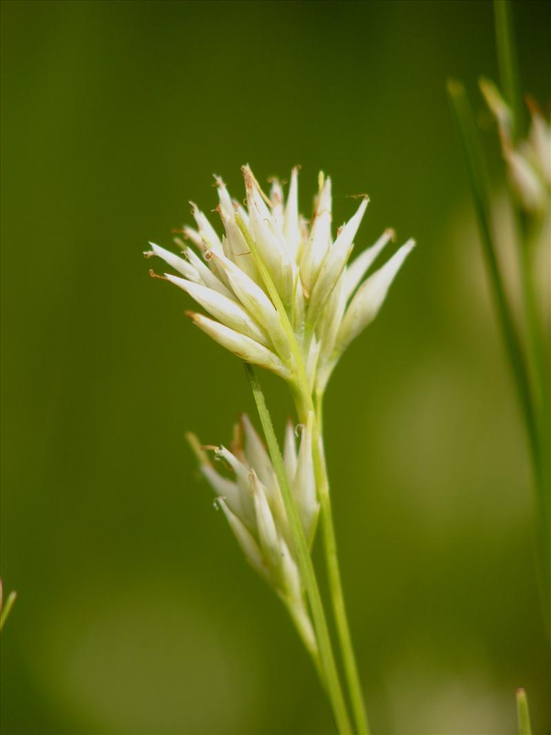 Rhynchospora alba (door Adrie van Heerden)