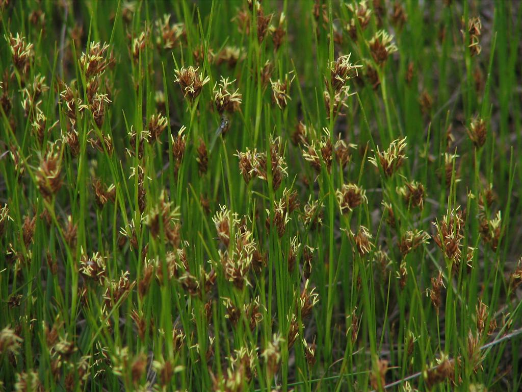 Rhynchospora fusca (door Pieter Stolwijk)