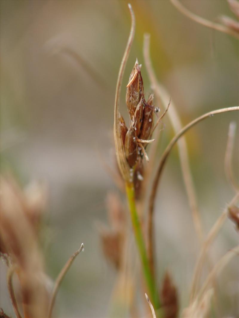 Rhynchospora fusca (door Adrie van Heerden)