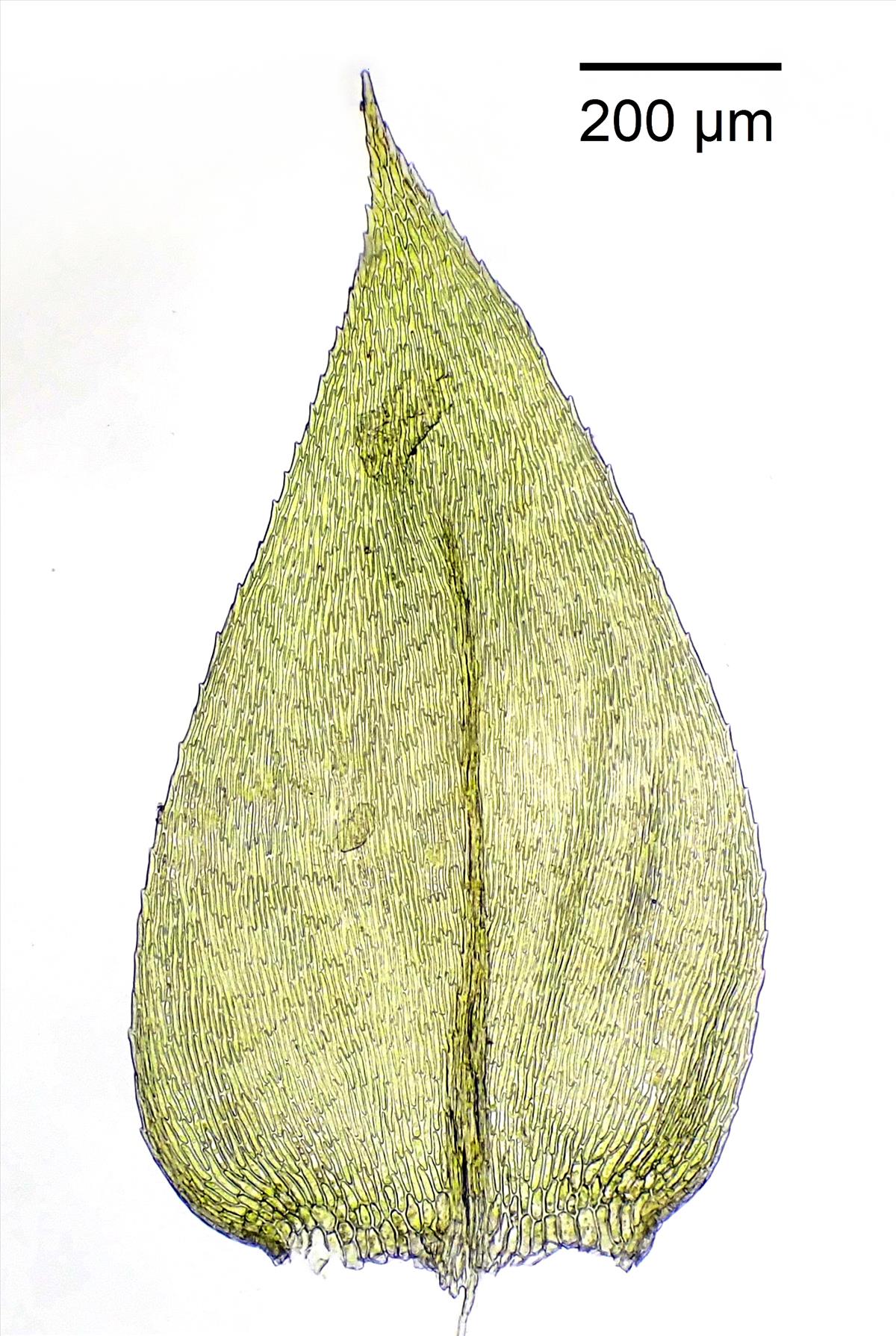 Rhynchostegium confertum (door Lukas Verboom)