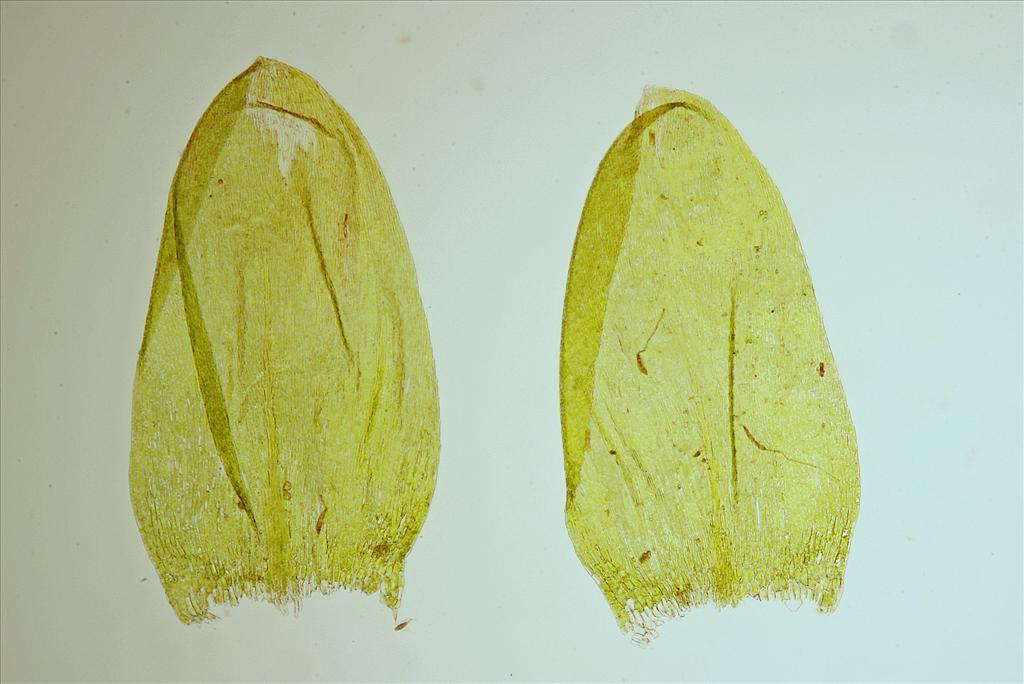 Rhynchostegium murale (door Jan Kersten)