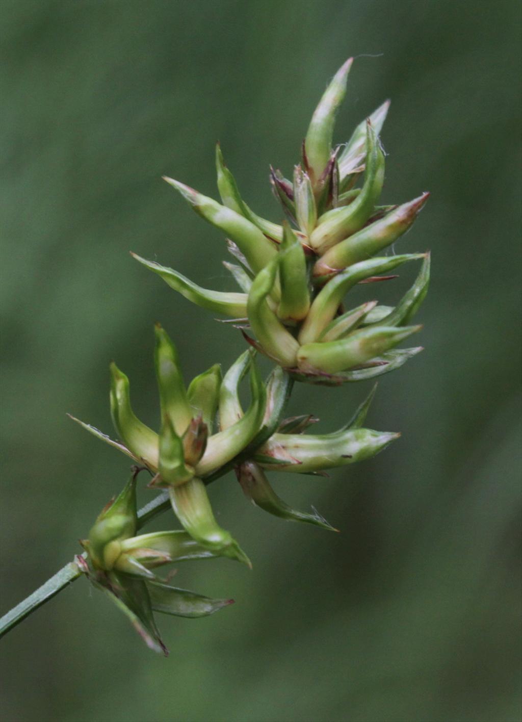 Carex vulpinoidea (door Peter Meininger)