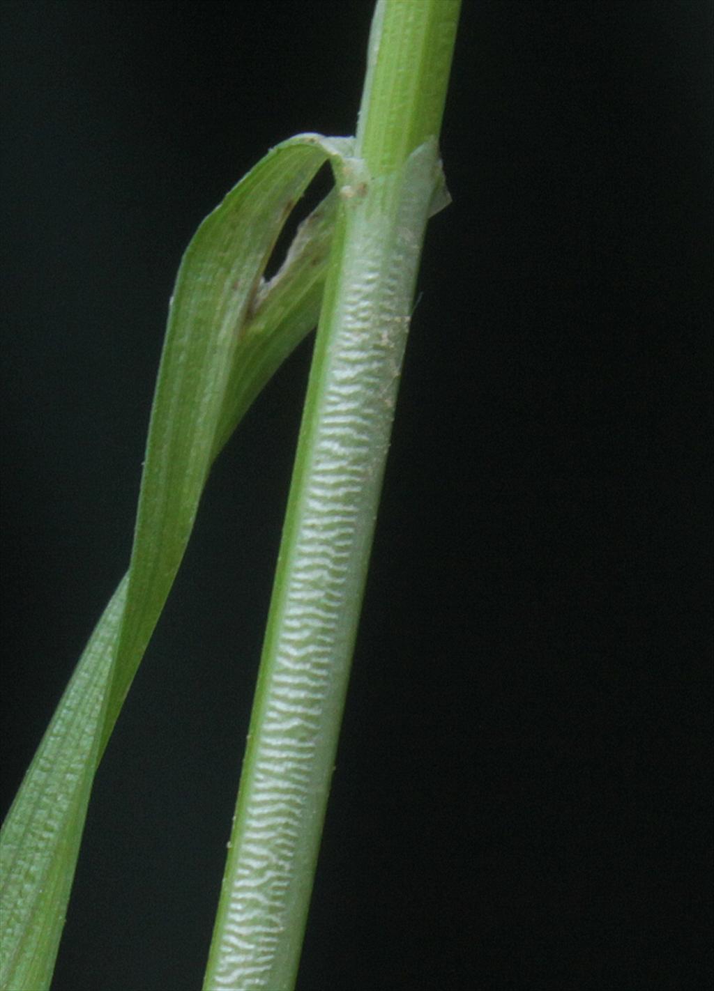 Carex vulpinoidea (door Peter Meininger)