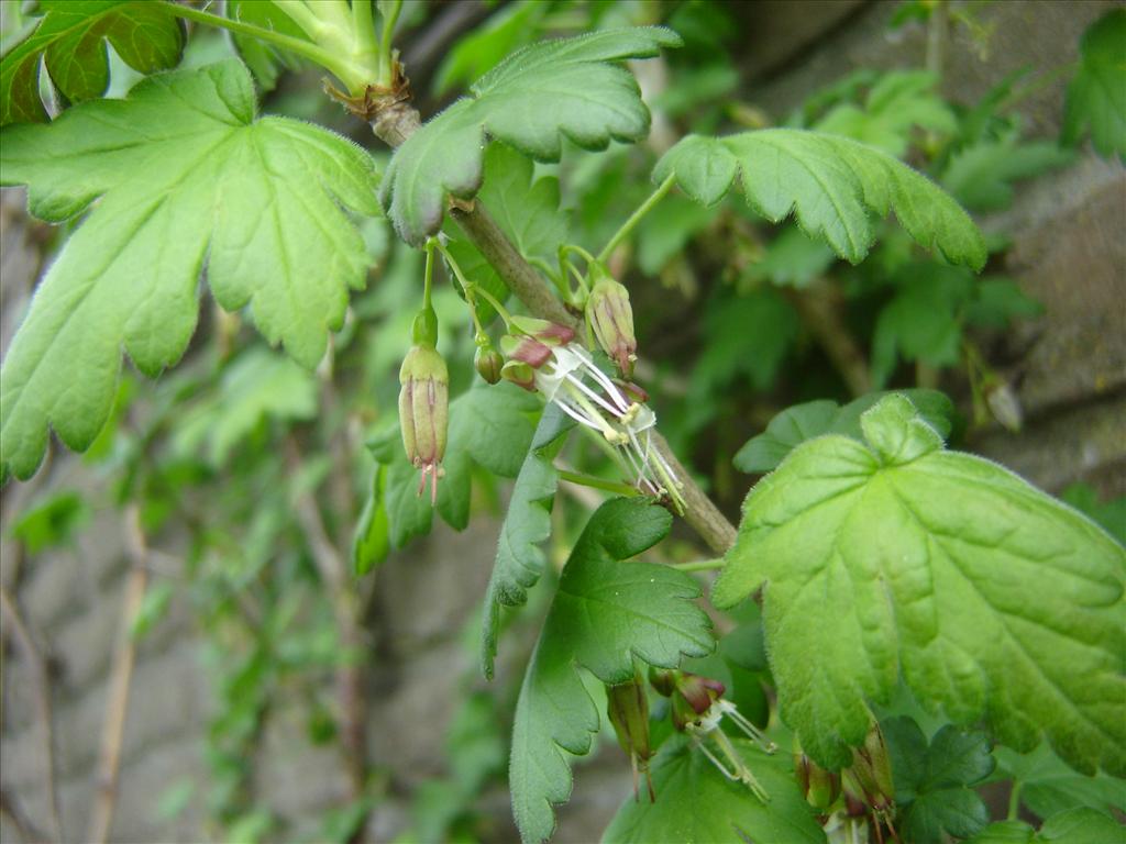 Ribes divaricatum (door Ruud Beringen)