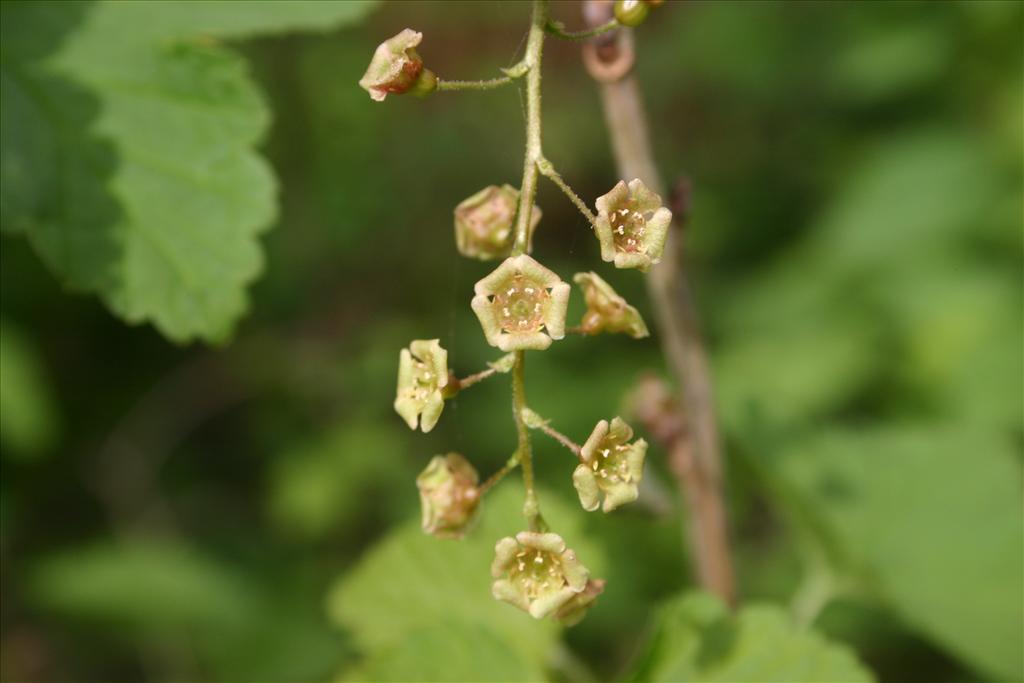 Ribes rubrum (door Niels Jeurink)