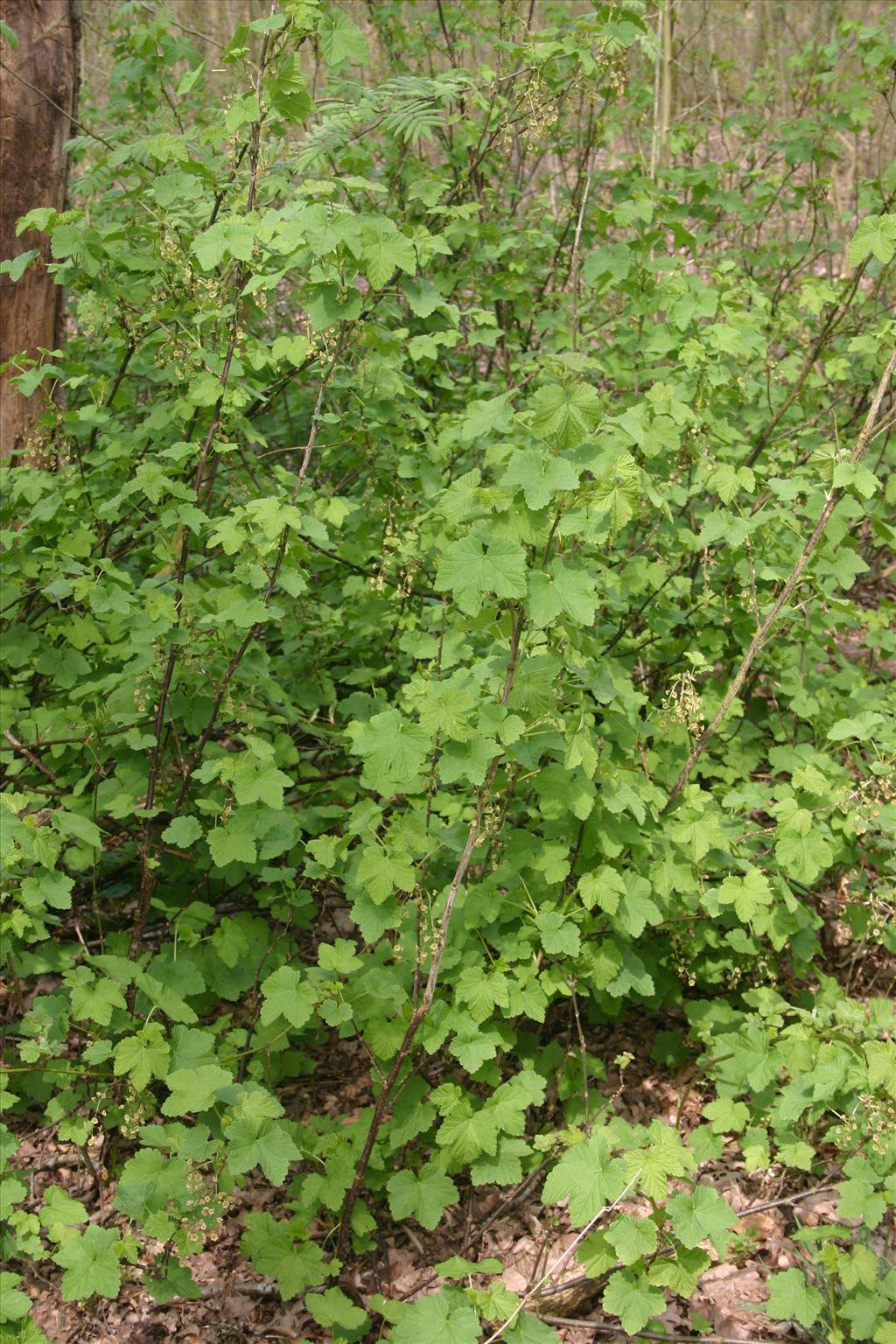 Ribes rubrum (door Niels Jeurink)