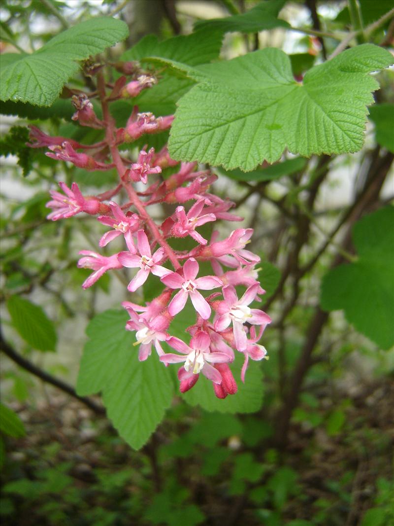 Ribes sanguineum (door Ruud Beringen)