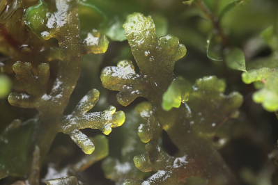 Riccardia chamedryfolia (door Klaas van der Veen)