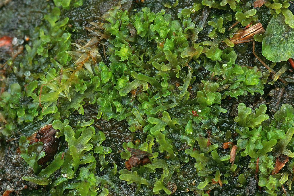 Riccardia chamedryfolia (door Jan Kersten)