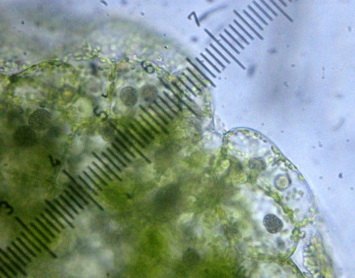 Riccardia incurvata (door Ron Poot)