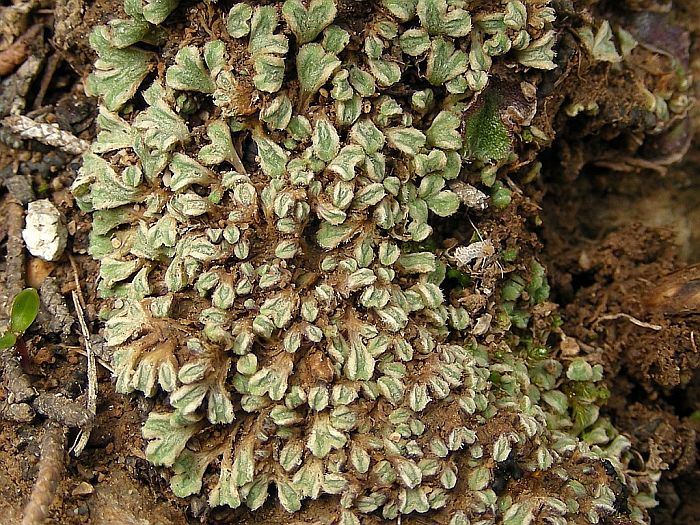 Riccia crozalsii (door Michael Lueth (www.milueth.de))