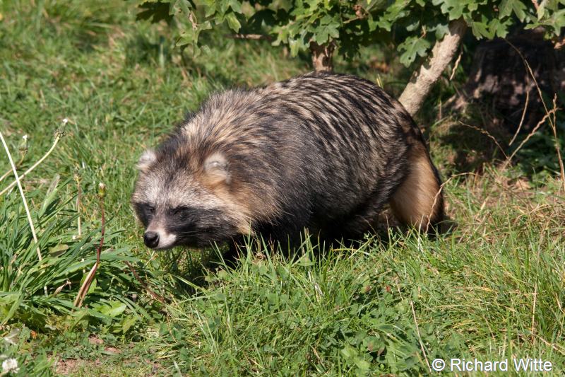 Nyctereutes procyonoides (door Richard Witte)