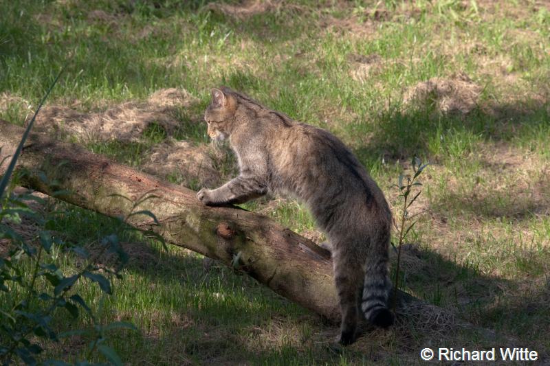 Felis silvestris (door Richard Witte)