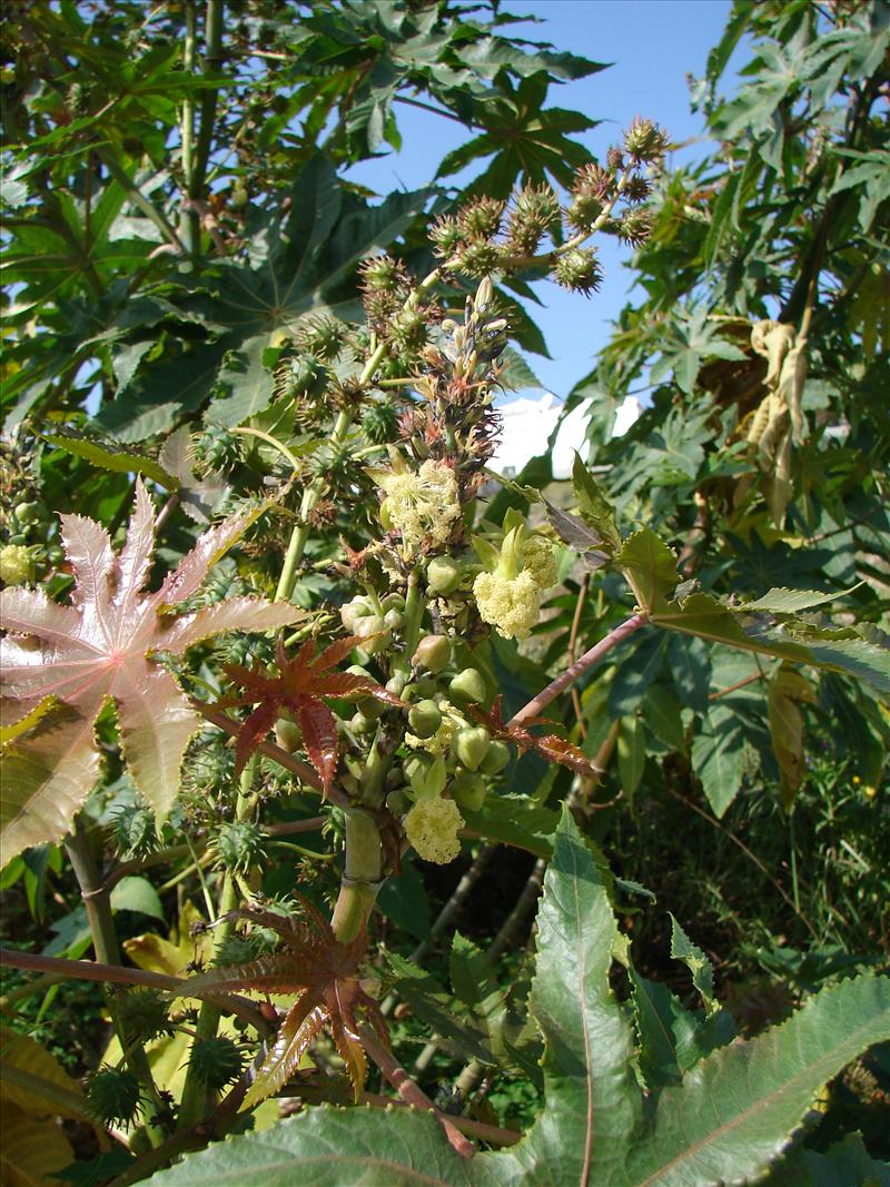 Ricinus communis (door Adrie van Heerden)