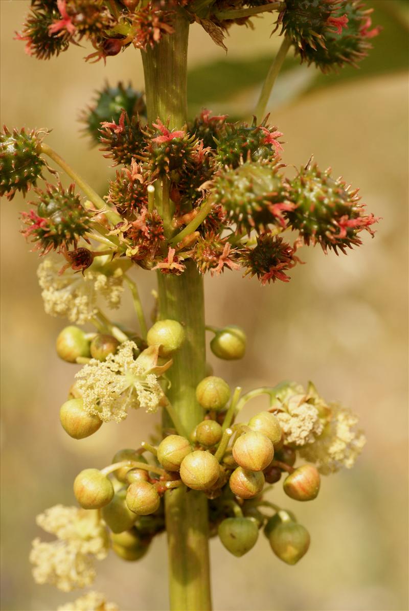 Ricinus communis (door Adrie van Heerden)