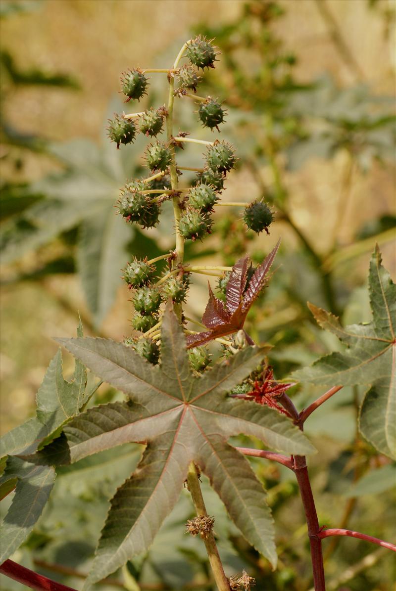 Ricinus communis (door Adrie van Heerden)