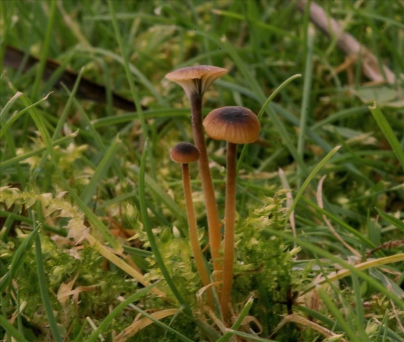 Rickenella swartzii (door Henk Remijn)