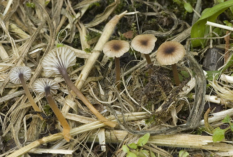 Rickenella swartzii (door Nico Dam)