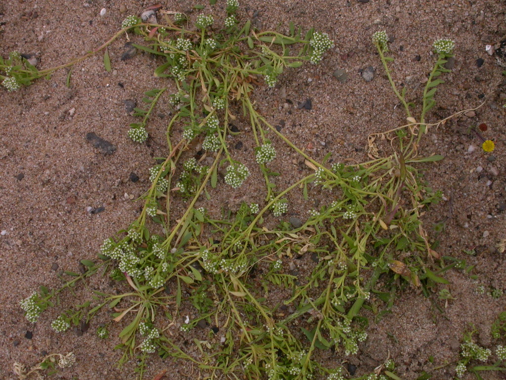 Corrigiola litoralis (door Peter Meininger)