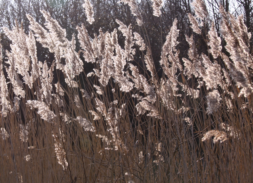 Phragmites australis (door Peter Meininger)