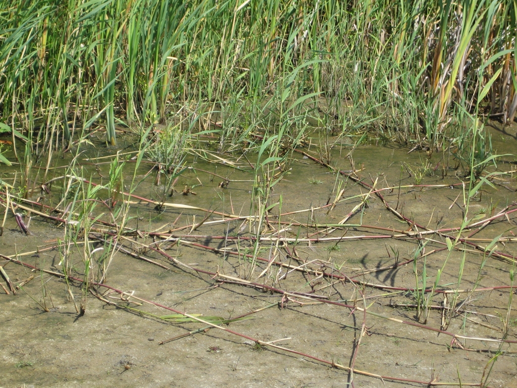 Phragmites australis (door Cor Nonhof)