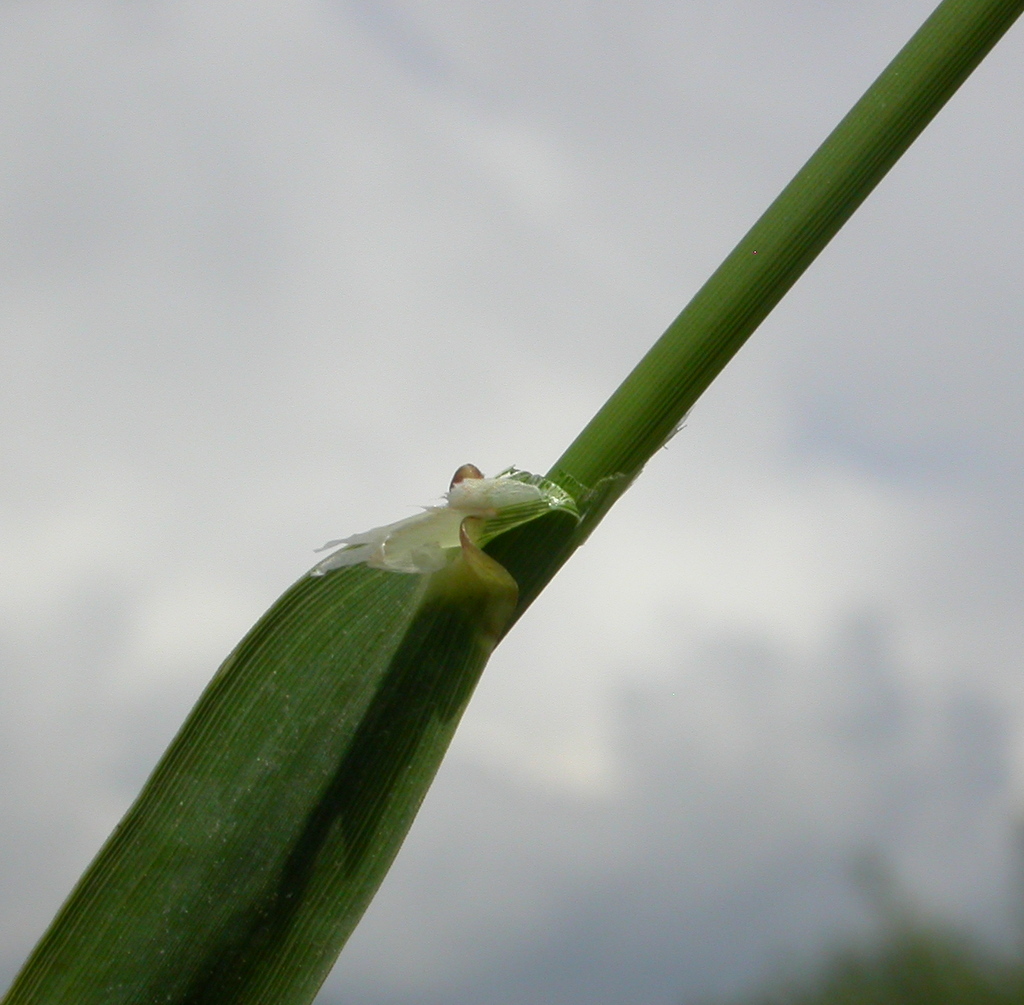 Phalaris arundinacea (door Peter Meininger)