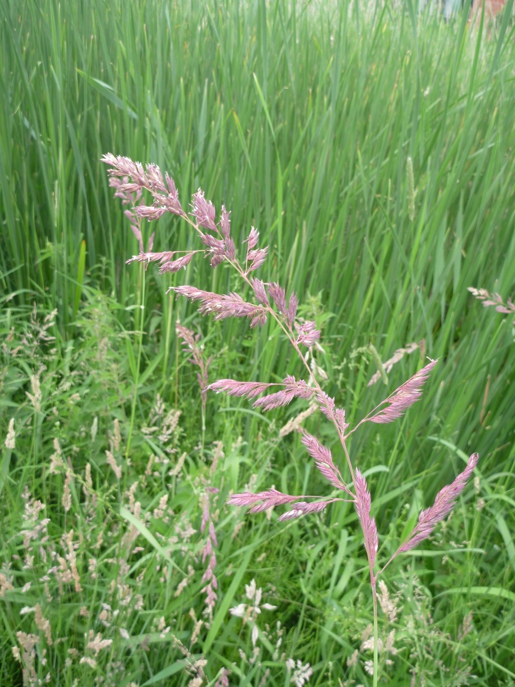 Phalaris arundinacea (door Cor Nonhof)