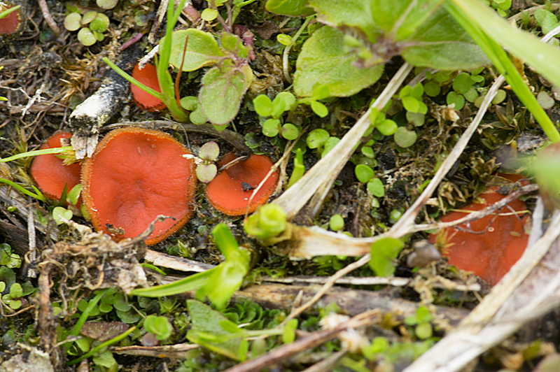 Scutellinia umbrorum (door Hans Adema)