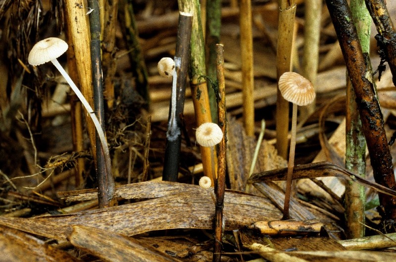 Mycena belliae (door Rob Chrispijn)