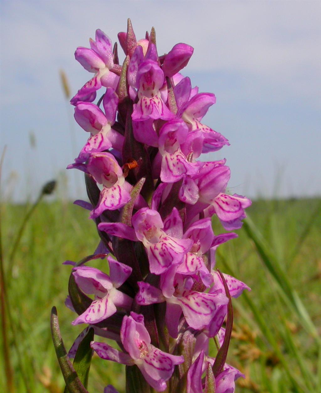 Dactylorhiza incarnata (door Peter Meininger)