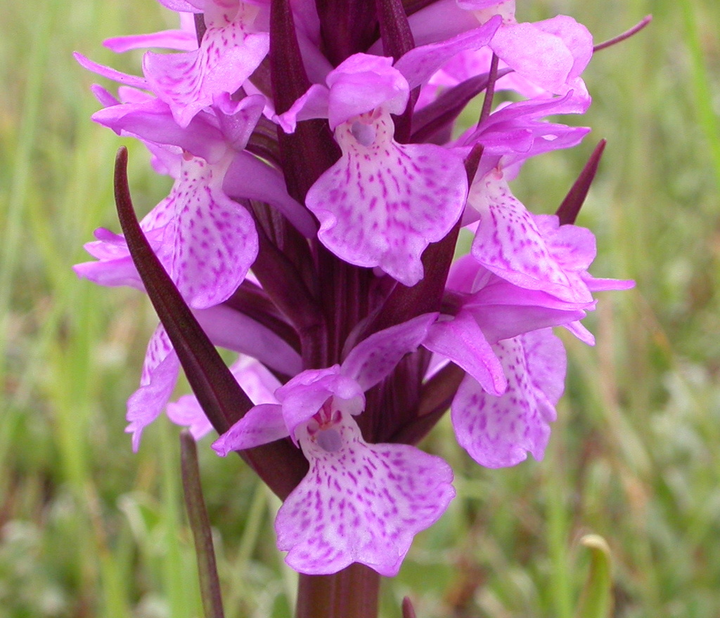 Dactylorhiza praetermissa (door Peter Meininger)