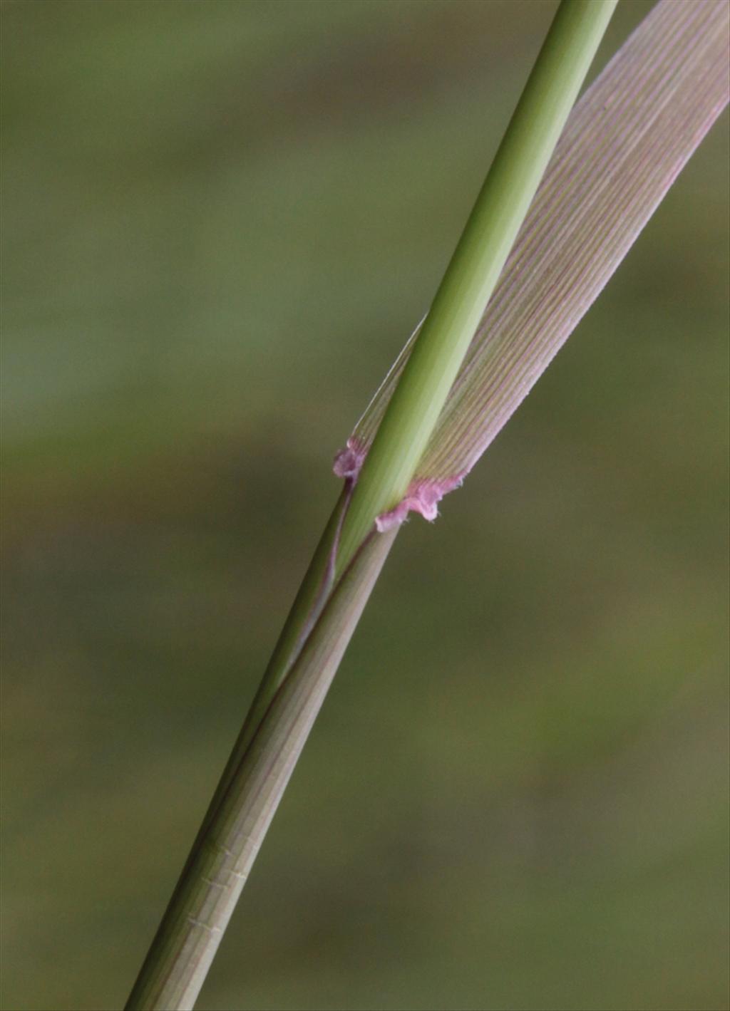 Schedonorus arundinaceus (door Peter Meininger)