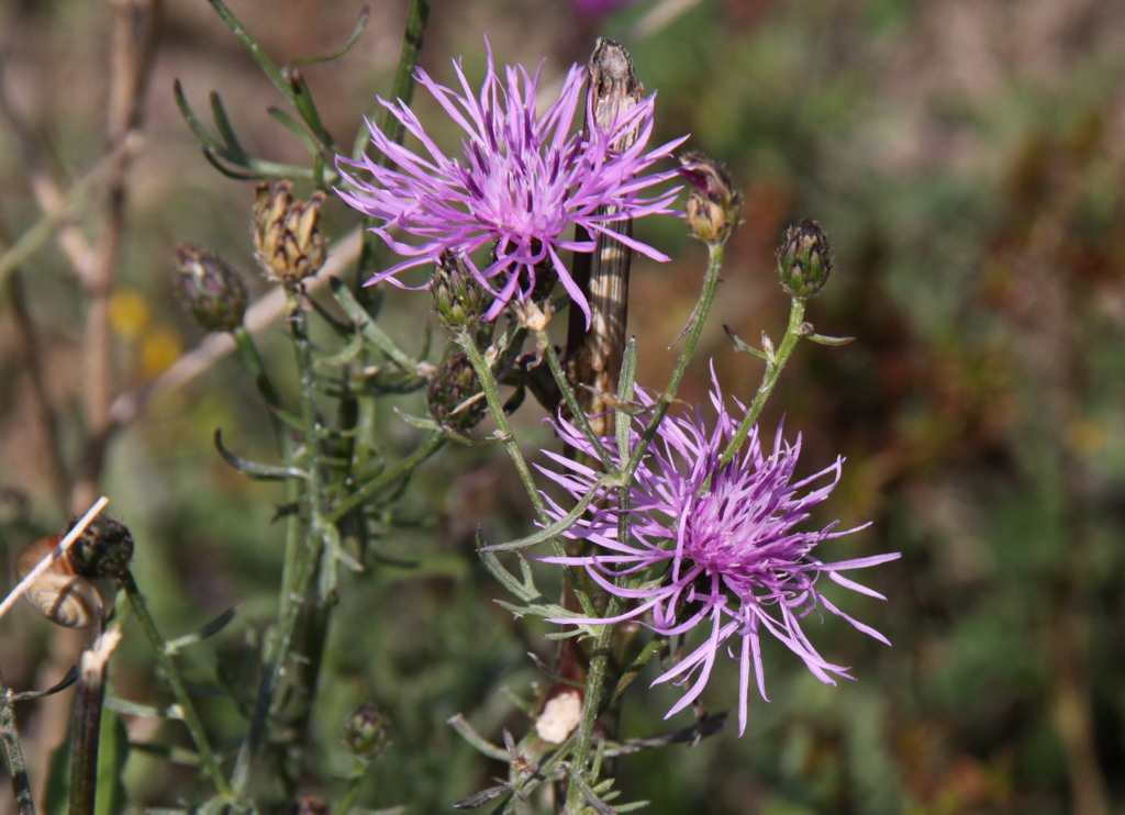 Centaurea stoebe (door Peter Meininger)