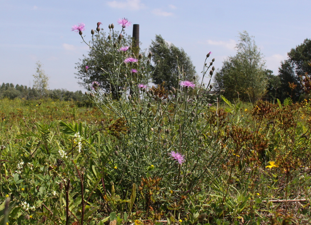 Centaurea stoebe (door Peter Meininger)