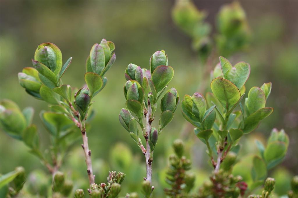 Vaccinium uliginosum (door Edwin de Weerd)