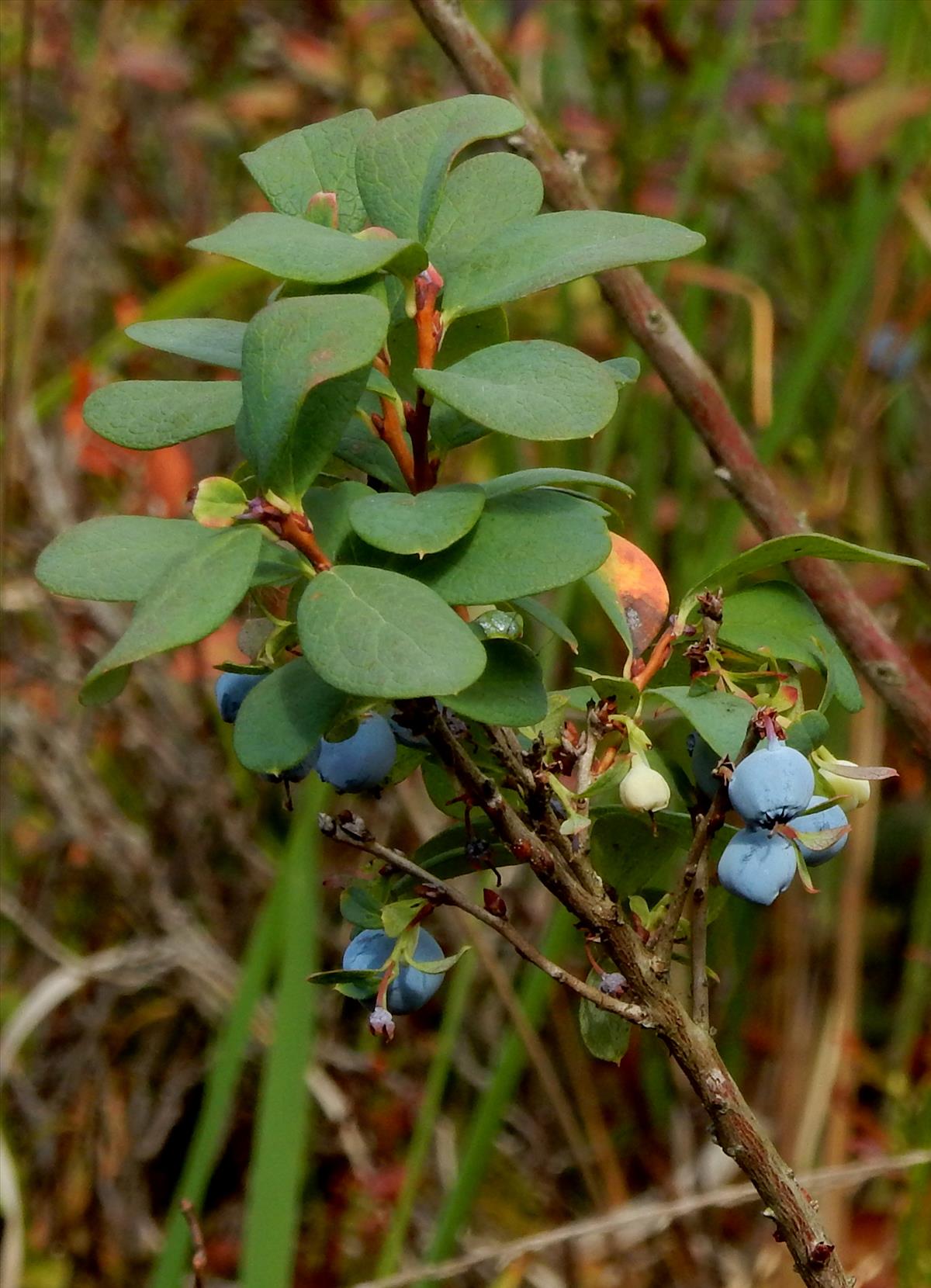 Vaccinium uliginosum (door Peter Meininger)