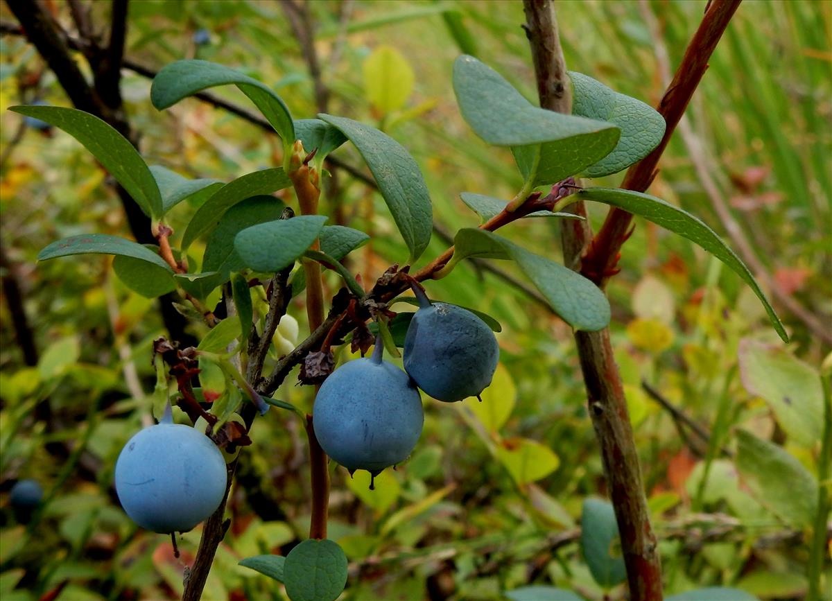 Vaccinium uliginosum (door Peter Meininger)