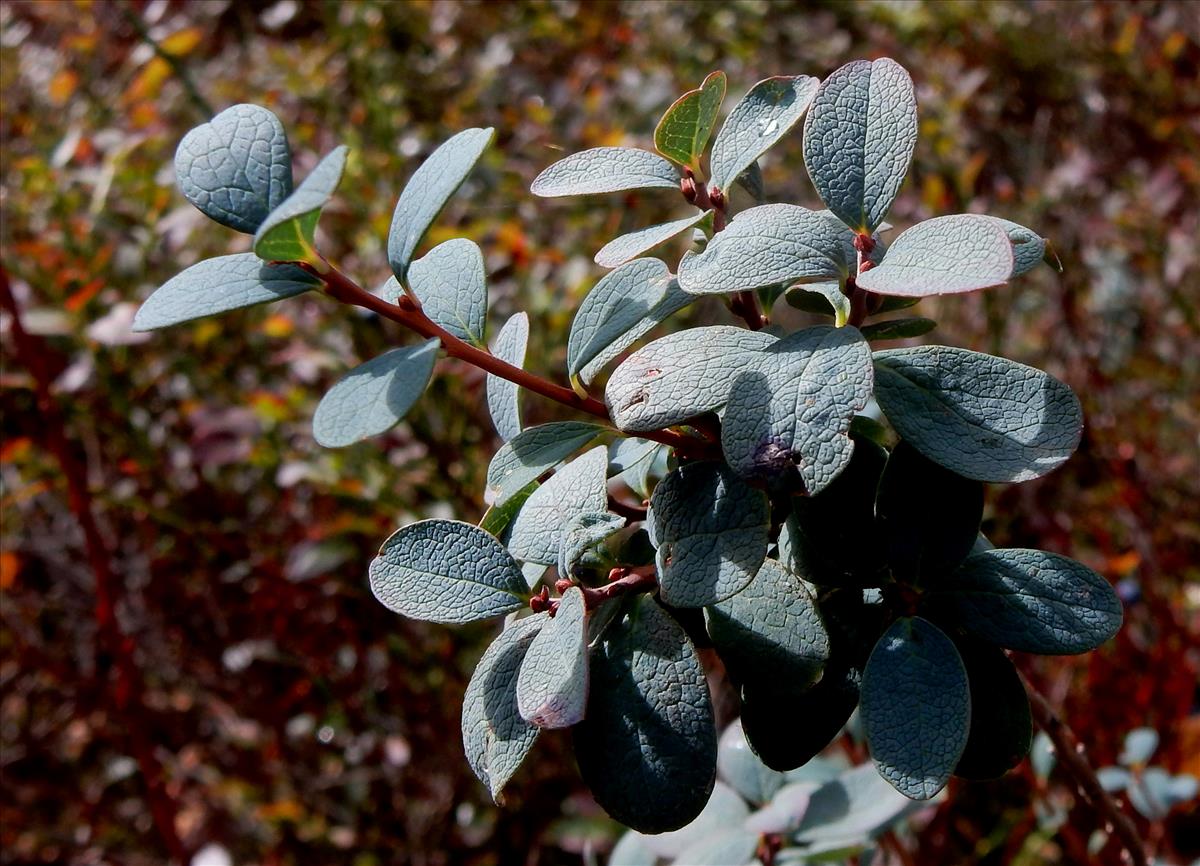 Vaccinium uliginosum (door Peter Meininger)