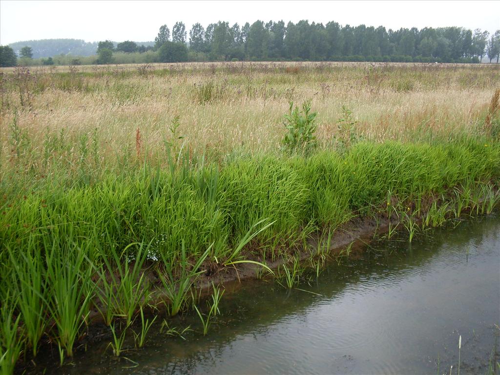 Leersia oryzoides (door Dick Kerkhof)