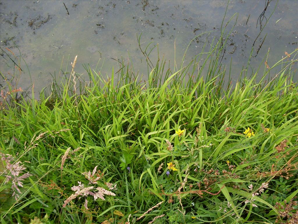 Leersia oryzoides (door Dick Kerkhof)