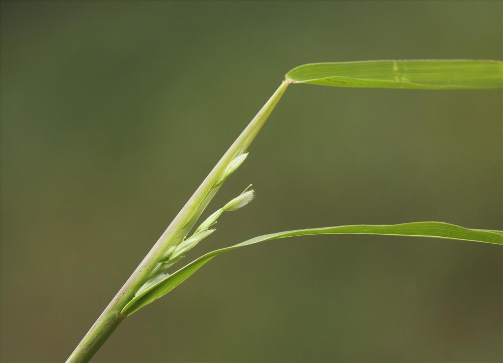 Leersia oryzoides (door Peter Meininger)