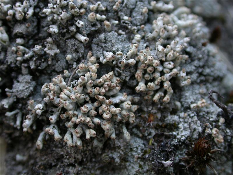 Pycnothelia papillaria (door Laurens Sparrius)