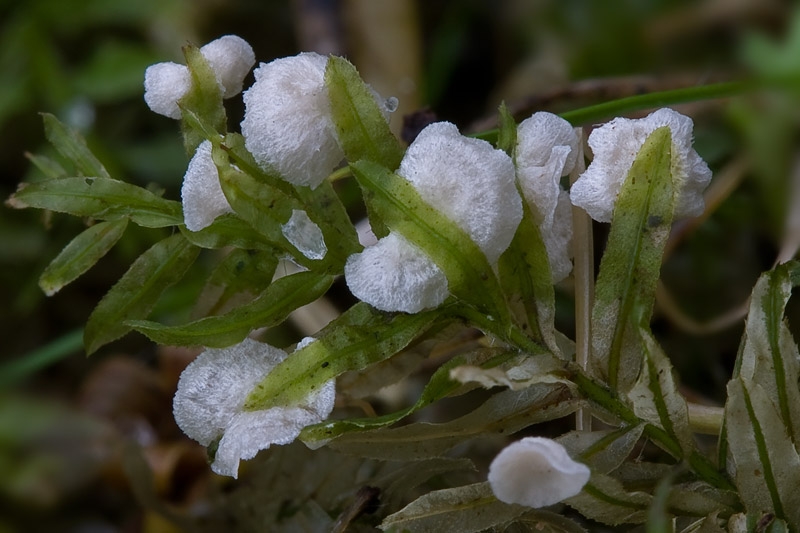 Rimbachia neckerae (door Gerben Winkel)