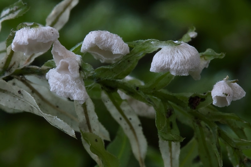 Rimbachia neckerae (door Gerben Winkel)