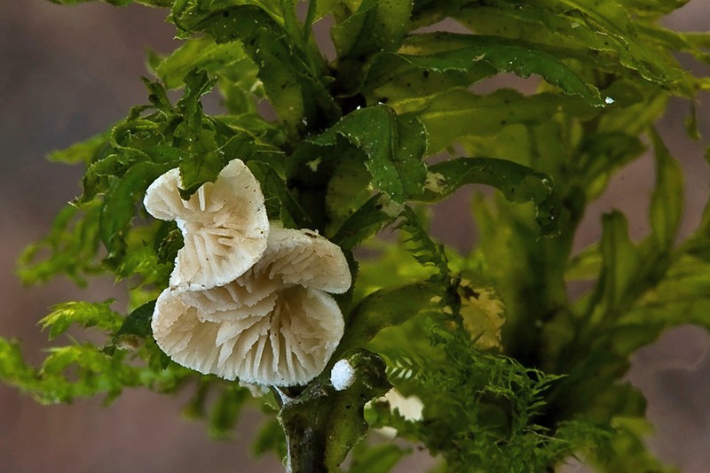 Crepidotus epibryus (door Gerben Winkel)