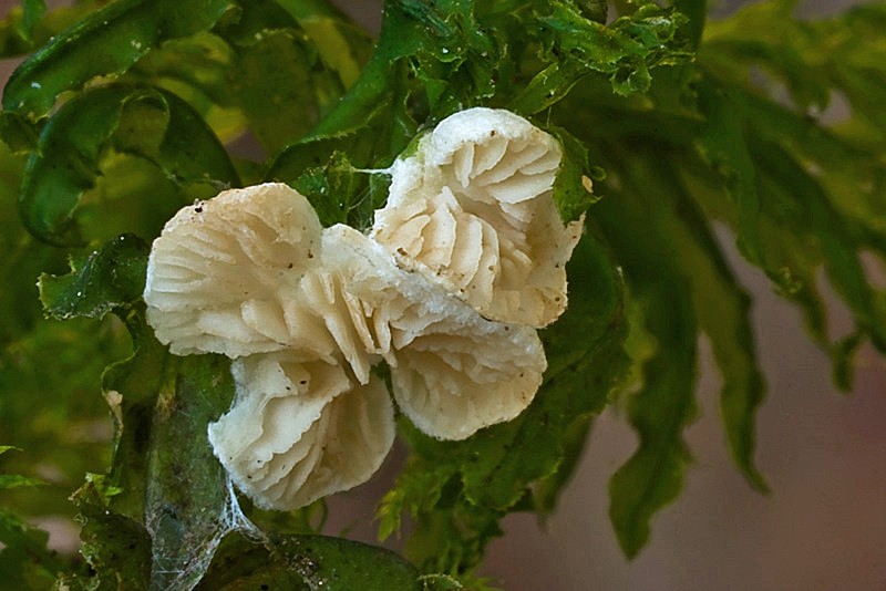 Crepidotus epibryus (door Gerben Winkel)