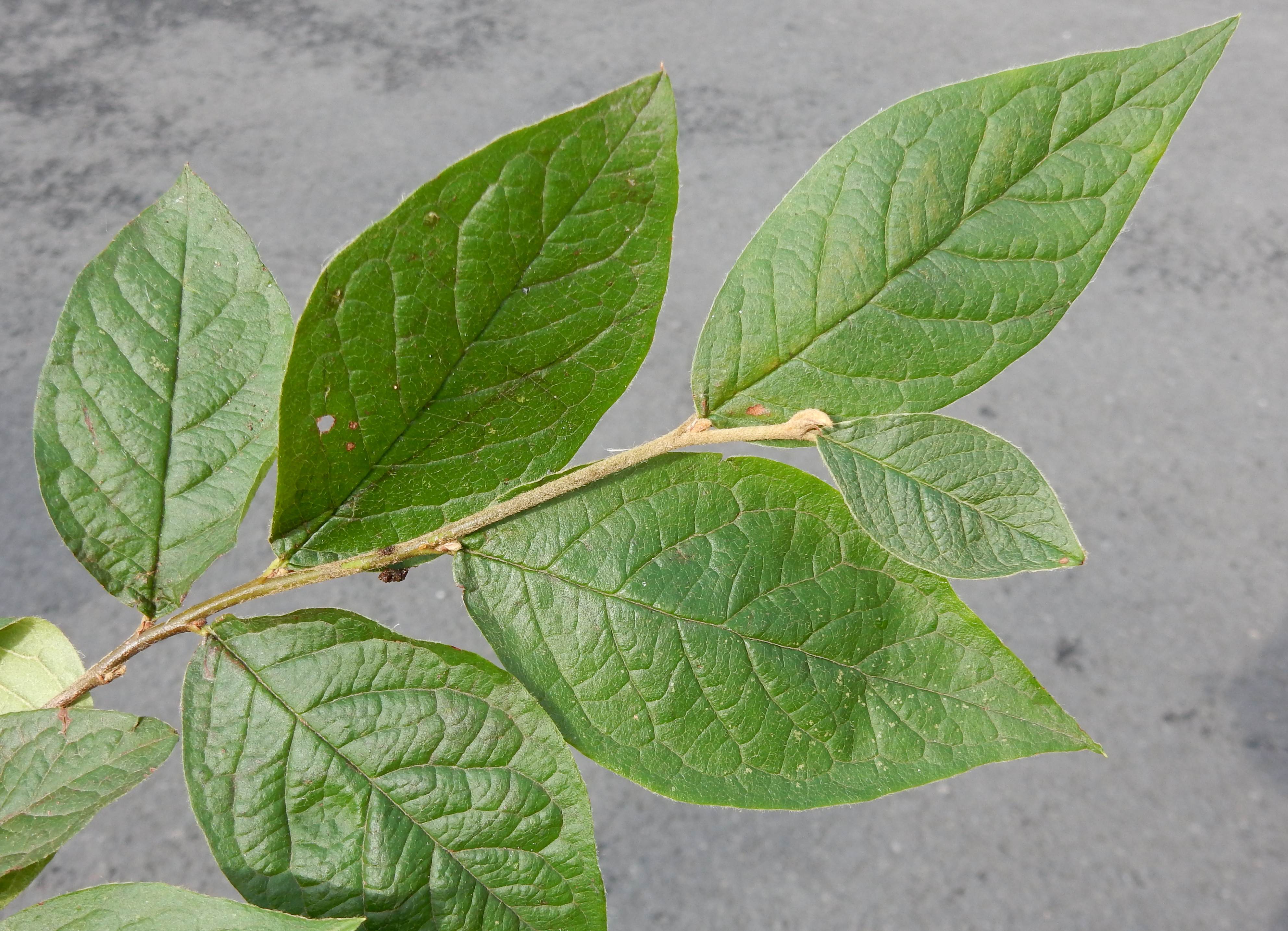 Cotoneaster rehderi (door Peter Meininger)