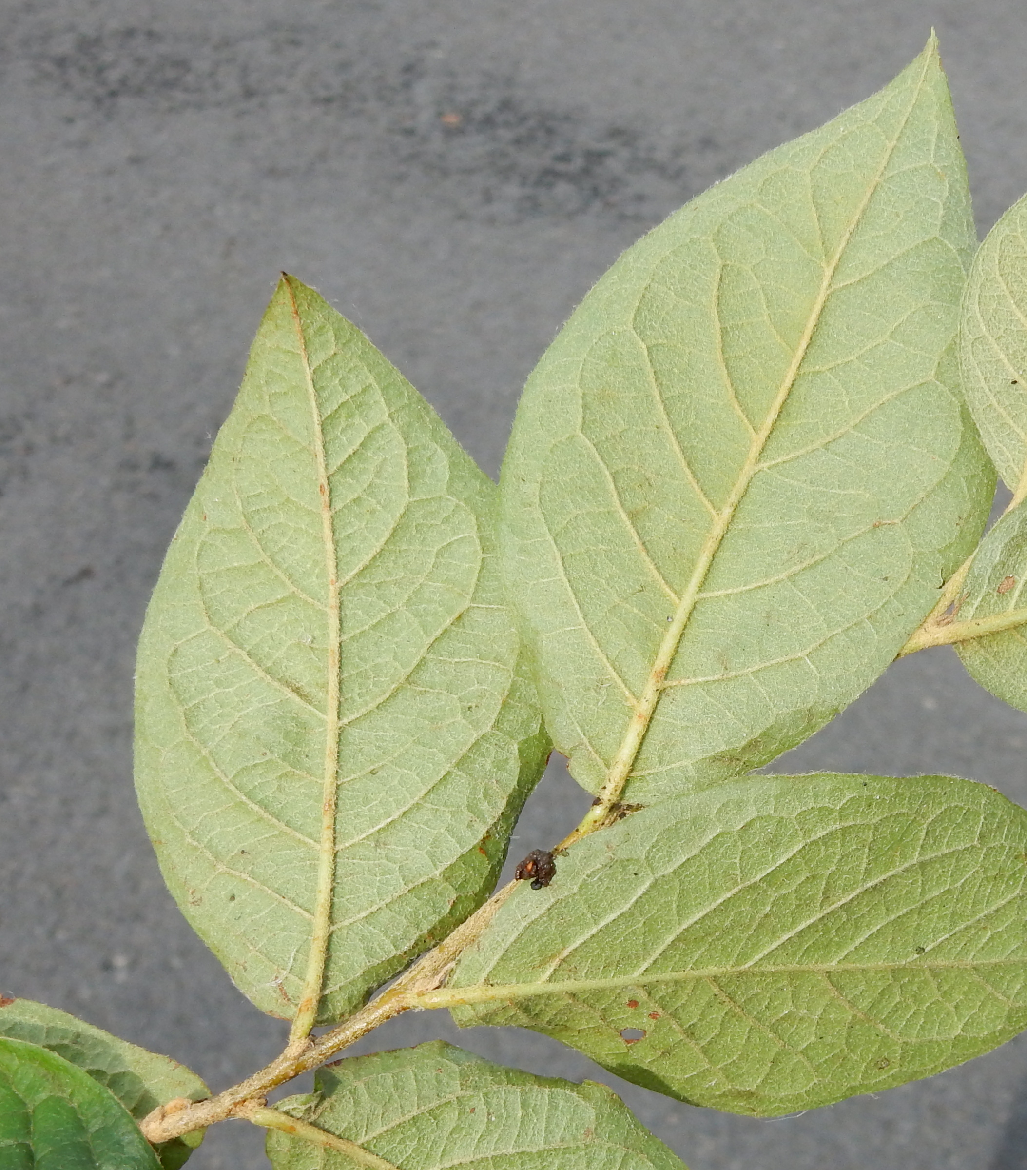 Cotoneaster rehderi (door Peter Meininger)