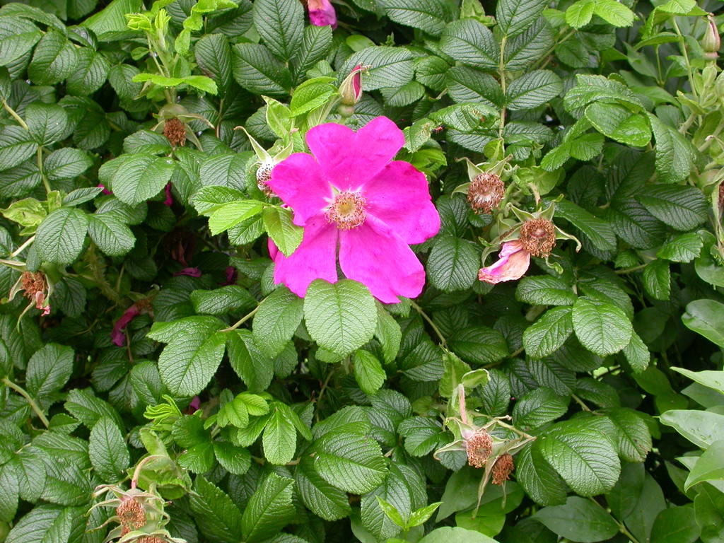 Rosa rugosa (door Peter Meininger)