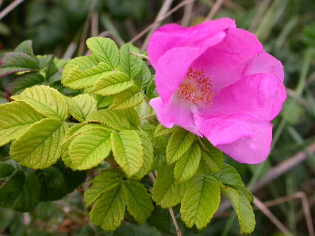 Rosa rugosa (door Peter Meininger)